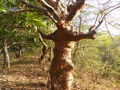 Sendero  a la Laguna