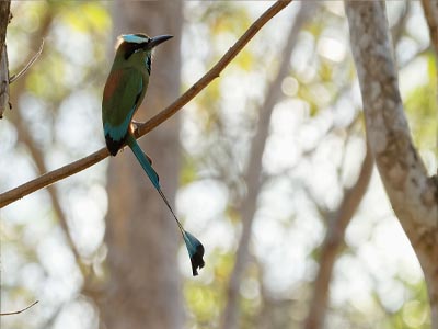 Ave Trogon(Trogonidaes)