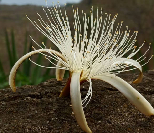 Imagen de la galería Naturaleza
