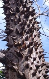 Imagen de la galería Arboles Flor de Pochote