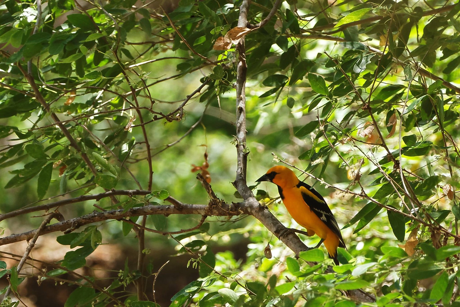 Imagen de la galería Naturaleza
