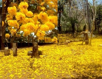 Imagen de la galería Arboles Flor de Pochote