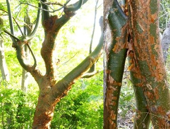 Arboles Flor de Pochote
