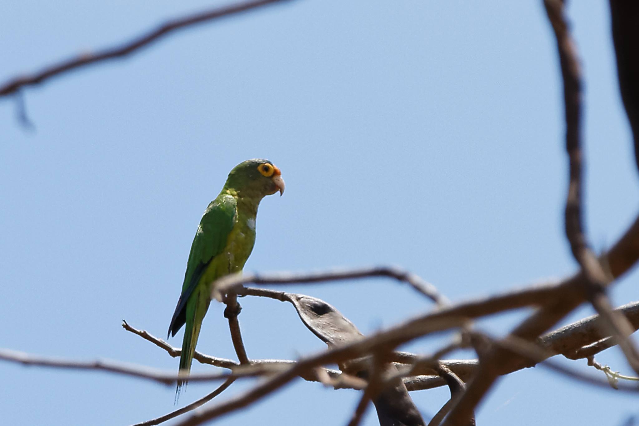 Imagen de la galería Aves