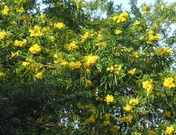 Imagen de la galería Arboles Flor de Pochote