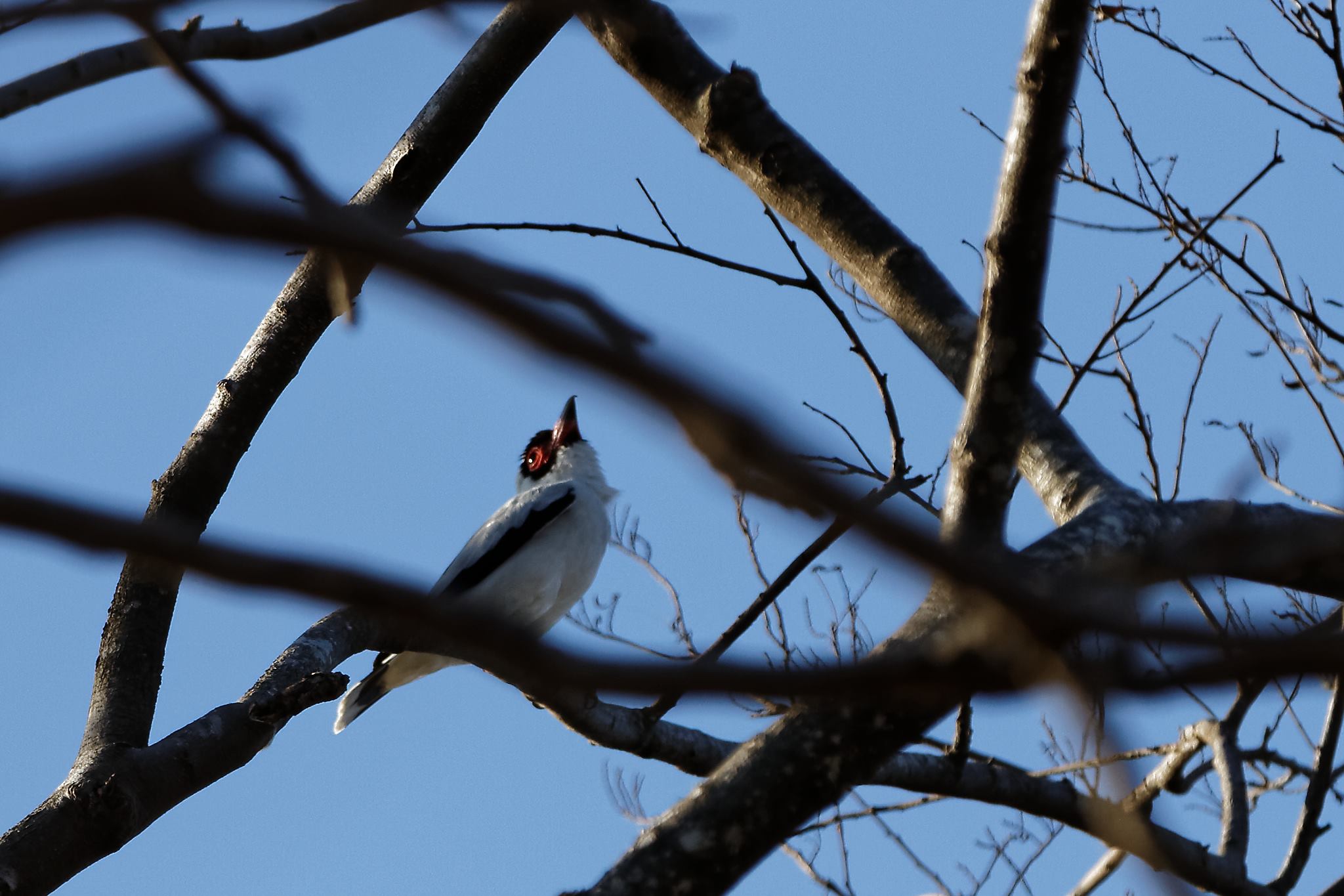 Aves