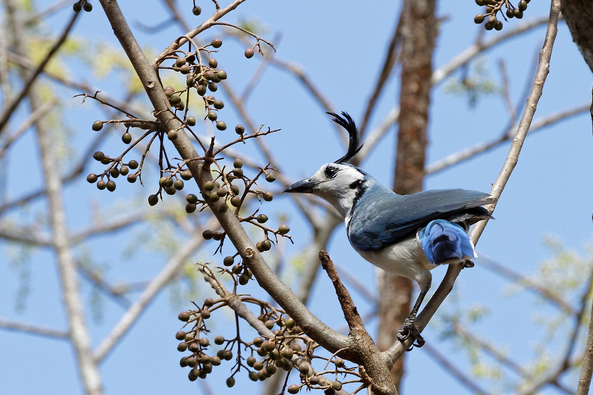 Imagen de la galería Aves