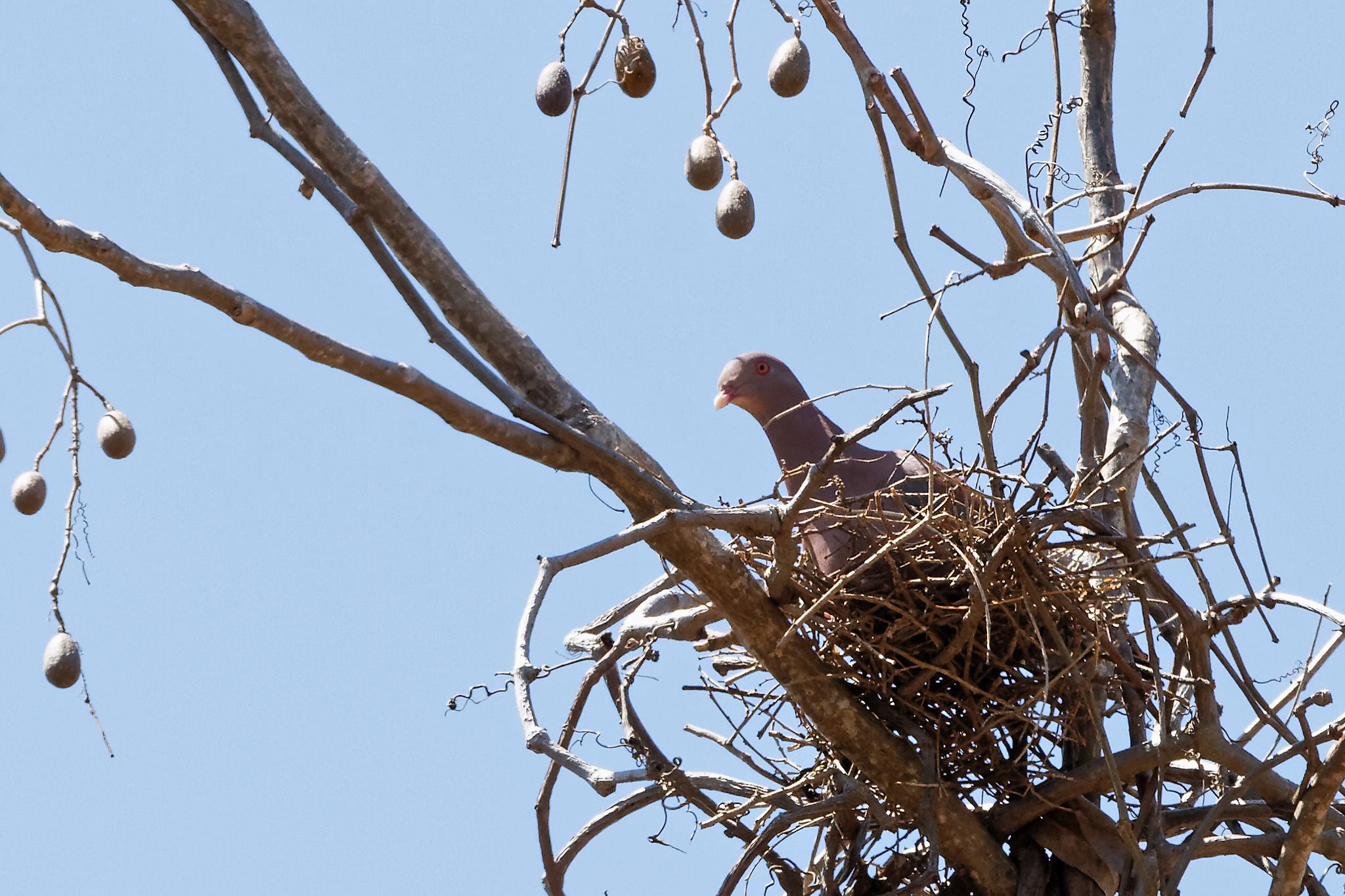 Imagen de la galería Aves